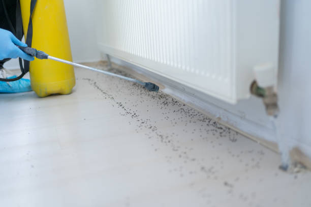 Best Ant Control Services  in Horseshoe Bay, TX