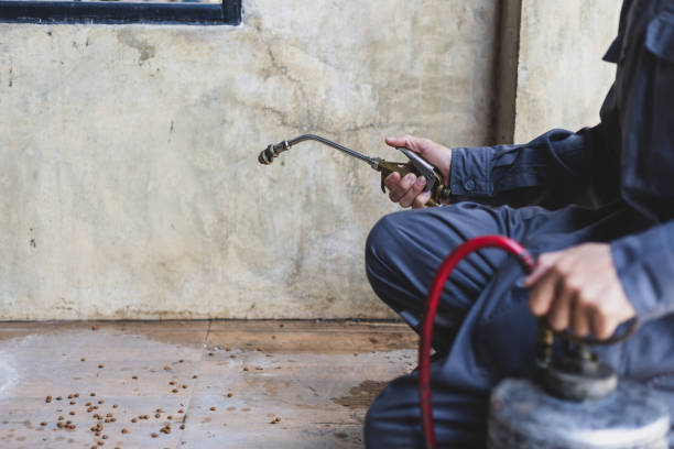 Best Termite Control Services  in Horseshoe Bay, TX